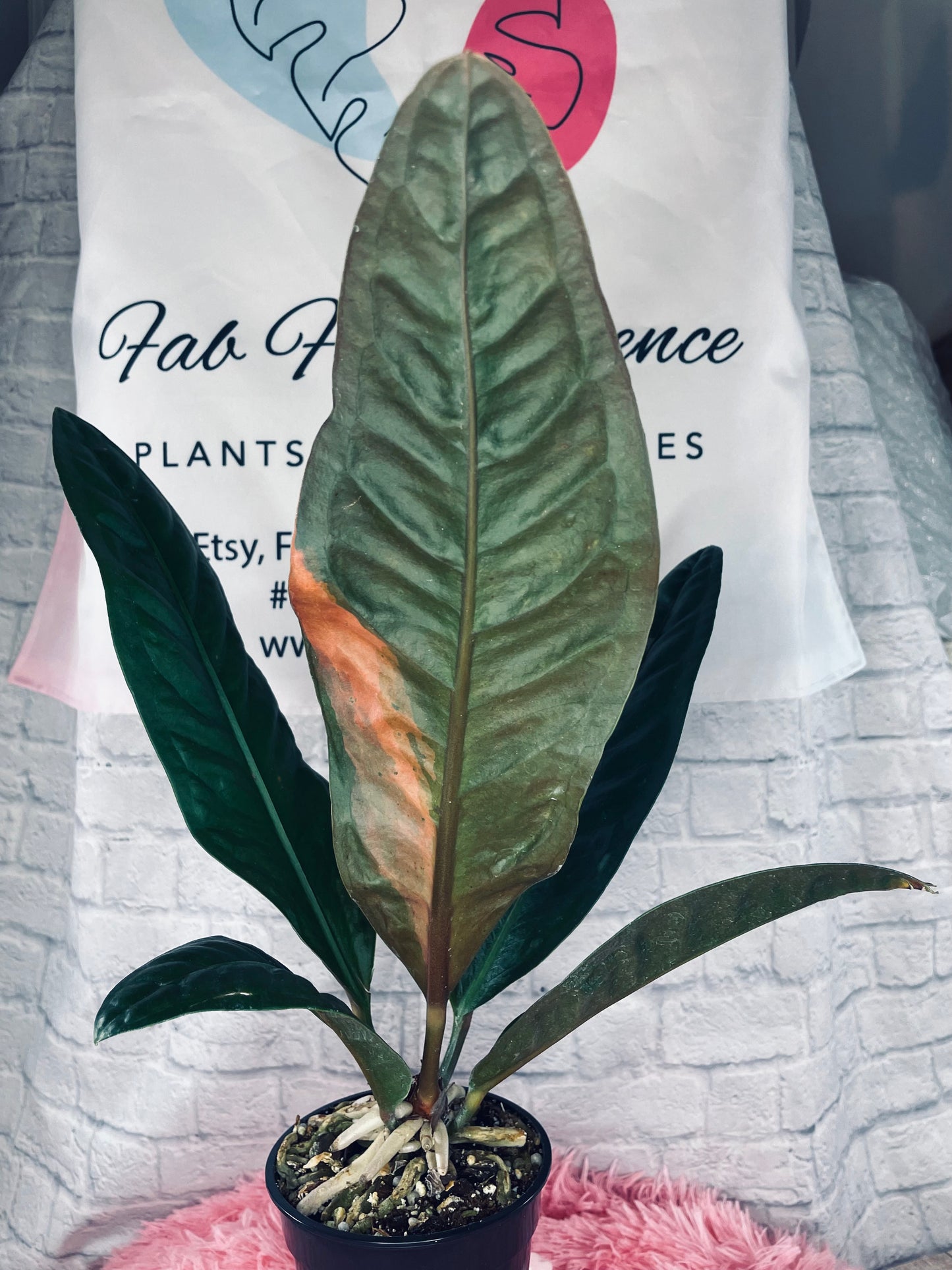 Anthurium Superbum - Variegation - FabFrondescence