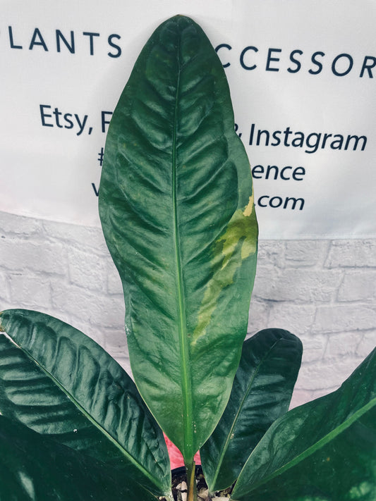 Anthurium Superbum - Variegation - FabFrondescence