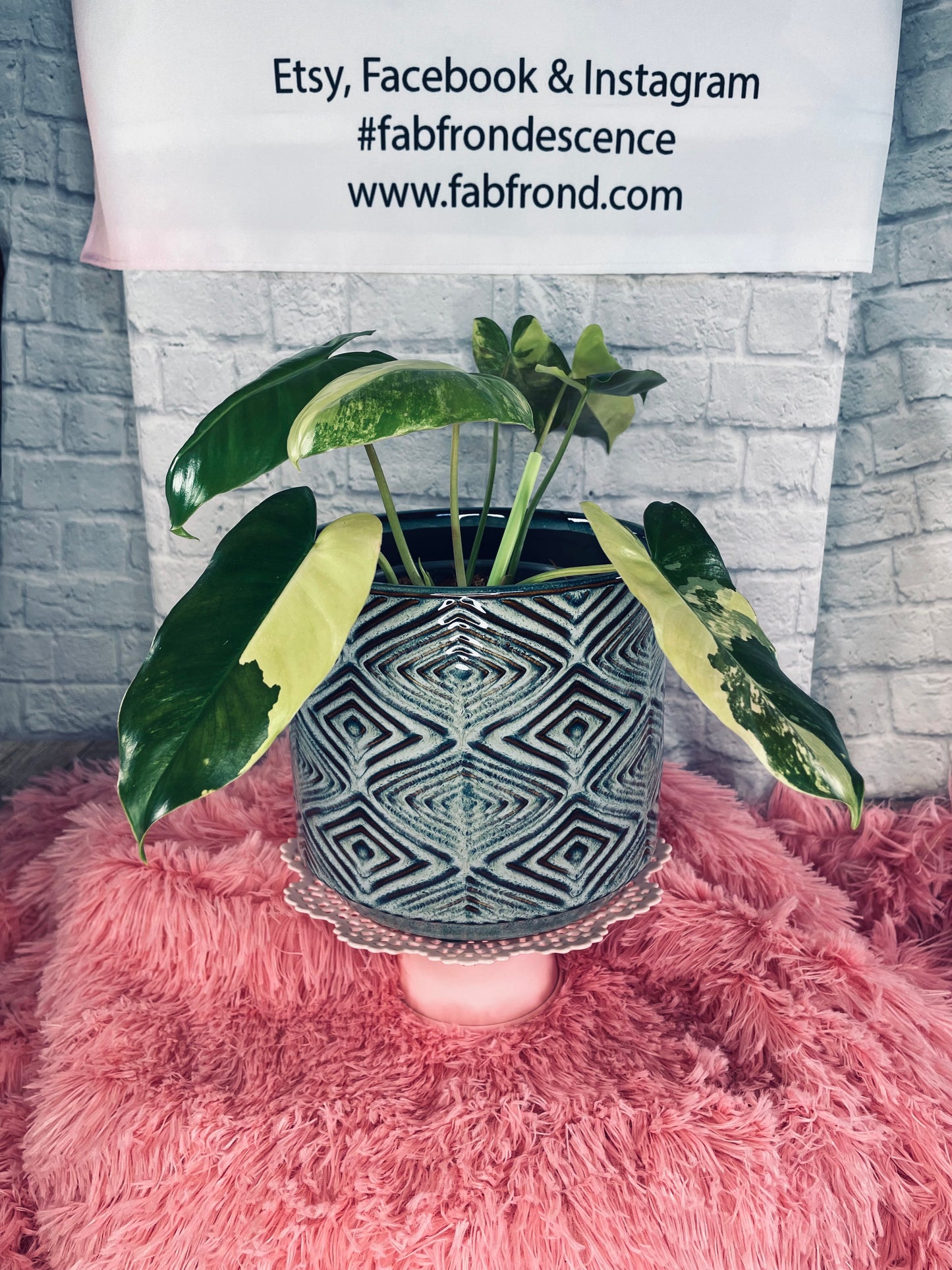 Ceramic Plant Pots - FabFrondescence